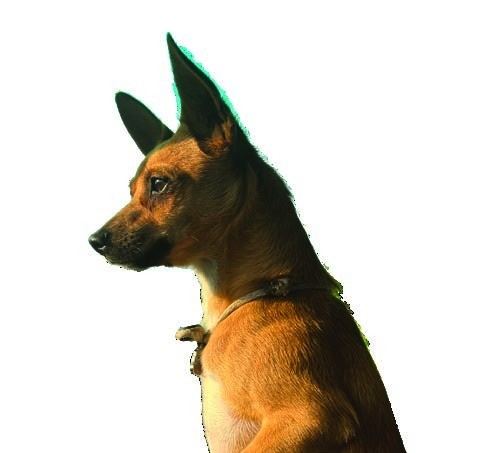 Cargo, the ship's dog